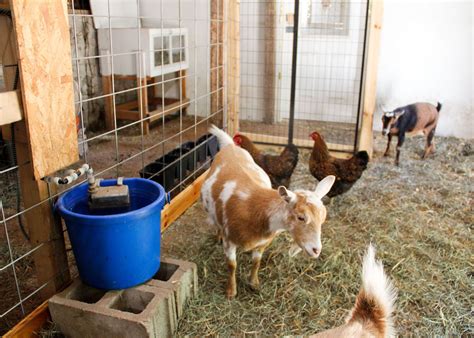 donate a chicken or goat